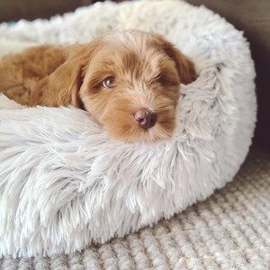 Meet your Posher, Prince